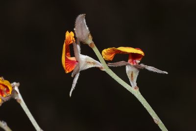 Jacksonia restioides, photographed by T. Hammer
