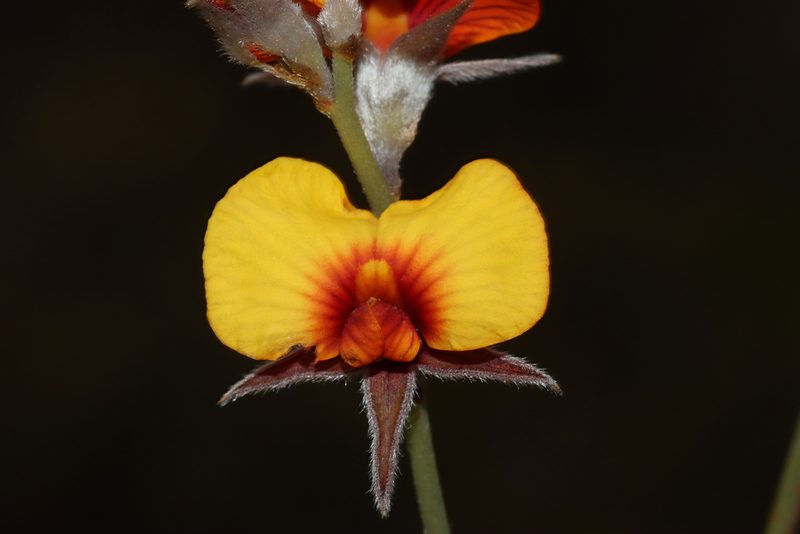Jacksonia restioides, photographed by T. Hammer