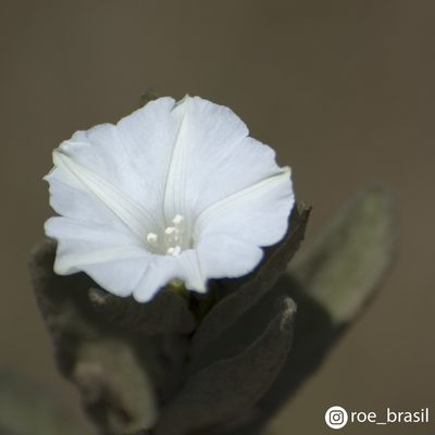 Distimake tomentosus, photographed by Reinaldo de Oliveira Elias