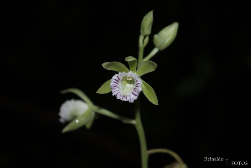 Galeandra beyrichii, photographed by Reinaldo de Oliveira Elias