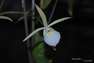 Brassavola tuberculata, photographed by Reinaldo de Oliveira Elias