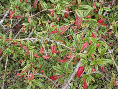 Cotoneaster salicifolius, photographed by Robert H. Wardell