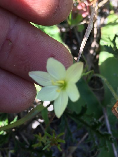 Geissorhiza imbricata, photographed by Caroline Voget