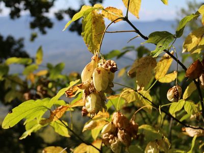 Staphylea colchica, photographed by Юрий Данилевский (Yuriy Danilevsky)