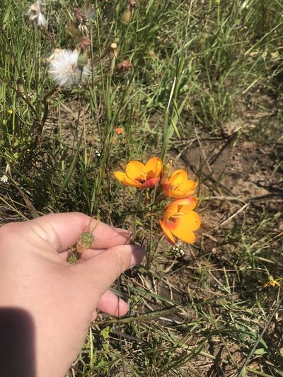 Ixia curta, photographed by Sam McCarren