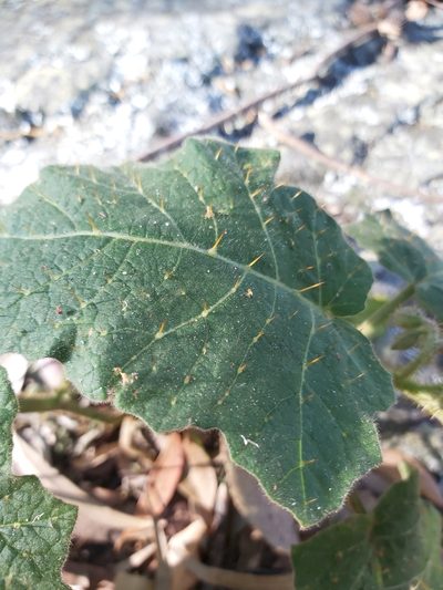 Solanum campanulatum, photographed by Tim
