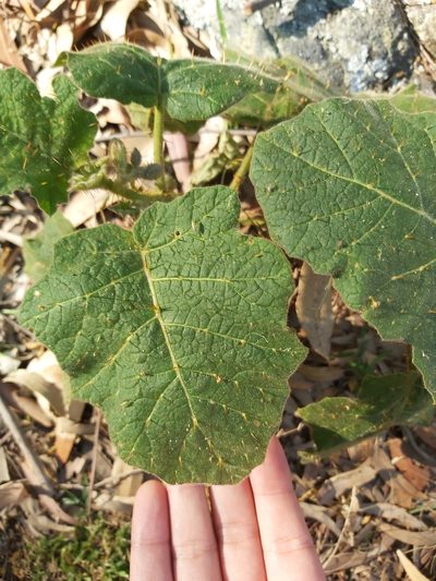 Solanum campanulatum, photographed by Tim