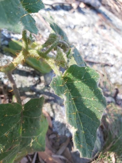 Solanum campanulatum, photographed by Tim