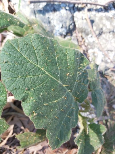 Solanum campanulatum, photographed by Tim