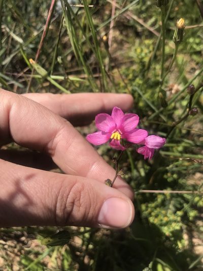 Ixia scillaris, photographed by Sam McCarren