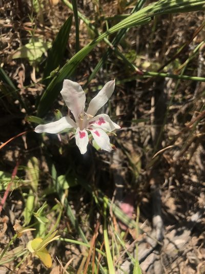 Babiana tubulosa, photographed by Sam McCarren