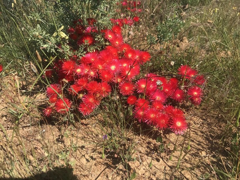 Lampranthus coccineus, photographed by Sam McCarren