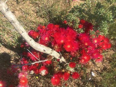 Lampranthus coccineus, photographed by Sam McCarren