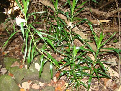 Dracaena angustifolia, photographed by Lisa Bennett