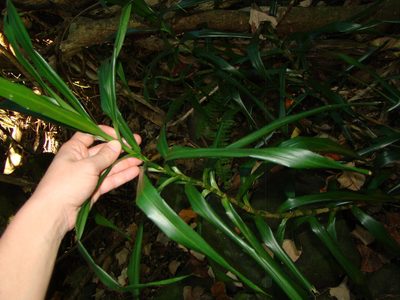Dracaena angustifolia, photographed by Lisa Bennett