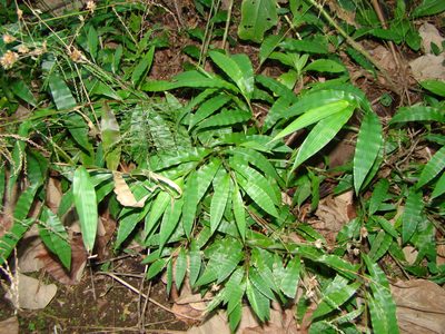 Centotheca lappacea, photographed by Lisa Bennett