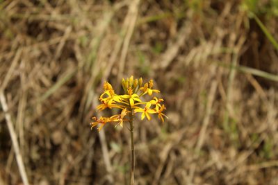 Epidendrum aura-usecheae, photographed by Andrés Ramírez-Barrera