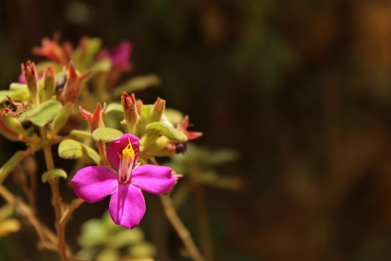 Monochaetum bonplandii, photographed by Andrés Ramírez-Barrera