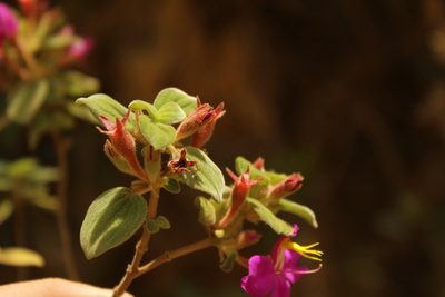 Monochaetum bonplandii, photographed by Andrés Ramírez-Barrera