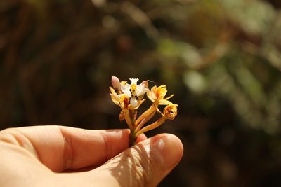 Epidendrum schistochilum, photographed by Andrés Ramírez-Barrera