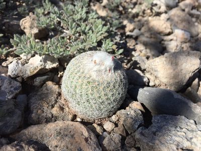 Epithelantha greggii, photographed by Karla M. Benítez