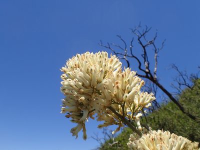 Ehrendorferia ochroleuca, photographed by George Williams