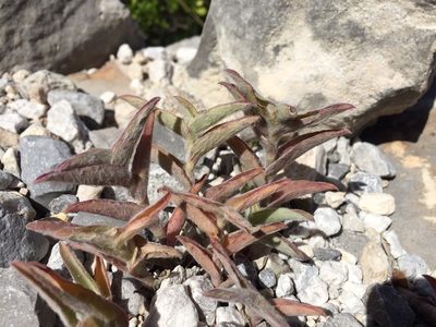 Tradescantia sillamontana, photographed by Karla M. Benítez