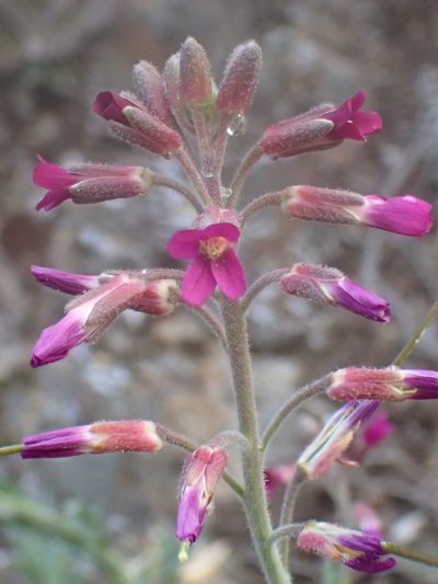 Boechera arcuata, photographed by George Williams