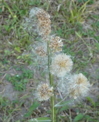Pterocaulon alopecuroides, photographed by Helio Lourencini