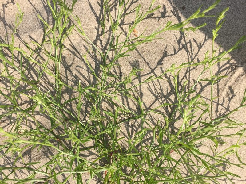 Corispermum intermedium, photographed by Andre Hosper