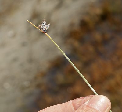 Amphiscirpus nevadensis, photographed by Steve Matson