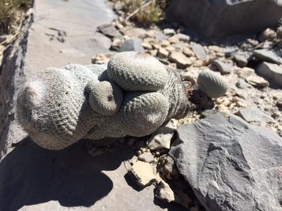 Epithelantha cryptica, photographed by Karla M. Benítez