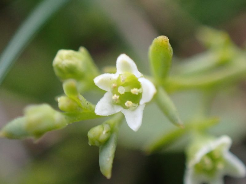 Thesium humifusum, photographed by Robert H. Wardell