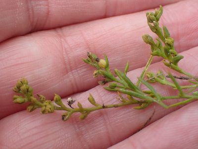 Thesium humifusum, photographed by Robert H. Wardell