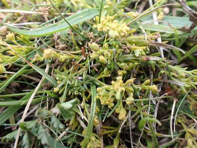 Thesium humifusum, photographed by Robert H. Wardell