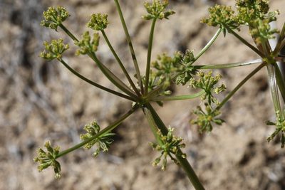 Tauschia parishii, photographed by George Williams