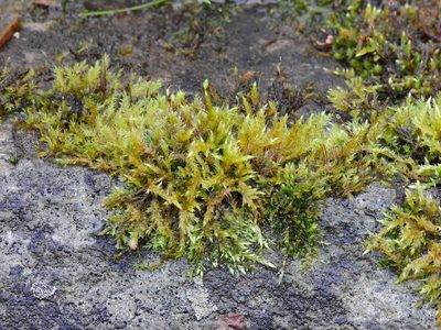 Leptodictyum riparium, photographed by Susan Marley