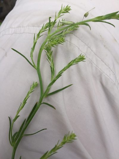 Corispermum intermedium, photographed by Andre Hosper