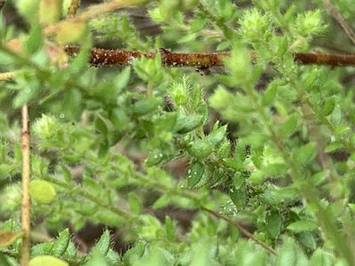 Lechea divaricata, photographed by natalie