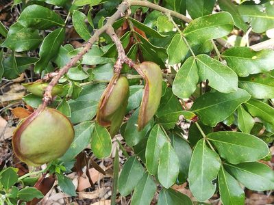 Schotia latifolia, photographed by chrishorak