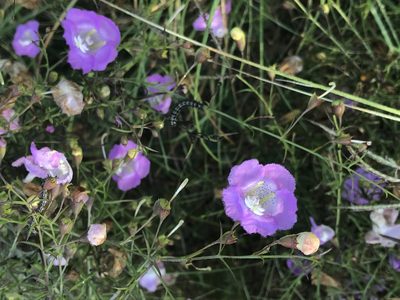 Agalinis strictifolia, photographed by LBuffum
