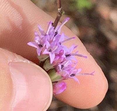 Liatris tenuifolia, photographed by natalie