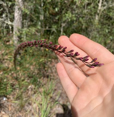 Liatris tenuifolia, photographed by natalie