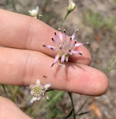 Palafoxia integrifolia, photographed by natalie