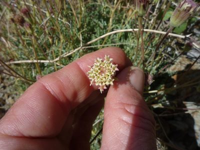 Chaenactis santolinoides, photographed by George Williams