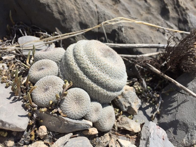 Epithelantha cryptica, photographed by Karla M. Benítez