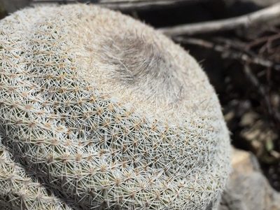 Epithelantha cryptica, photographed by Karla M. Benítez