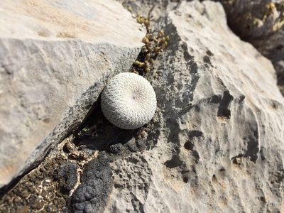 Epithelantha cryptica, photographed by Karla M. Benítez