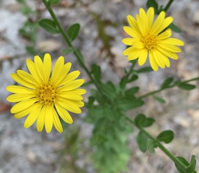 Chrysopsis scabrella, photographed by natalie
