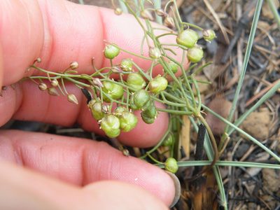 Schizobasis intricata, photographed by Antoinette Eyssell Knox